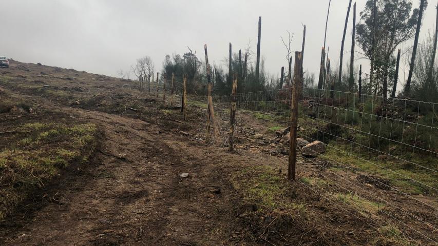 PECHE DA PLANTACION DE NOGUEIRAS