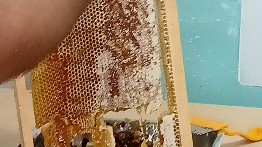 Extracción manual da mel