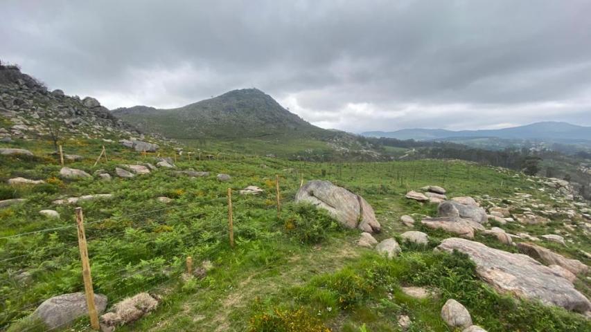 PLANTACION PEDRAFINA